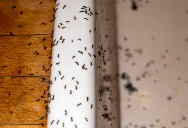 Pest Control for Restaurants in Raleigh Hills, OR