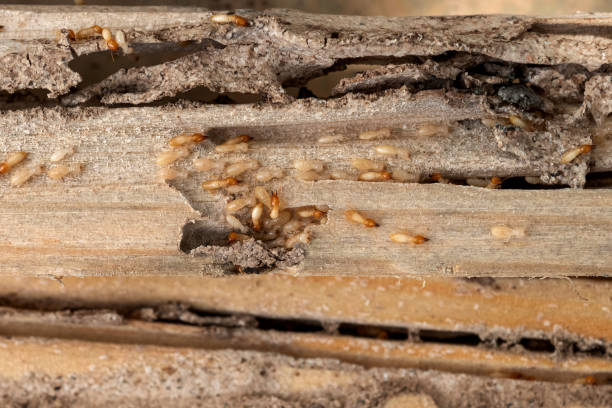 Raleigh Hills, OR Pest Control Company